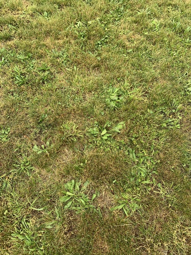 photo of Grasses (Poaceae)