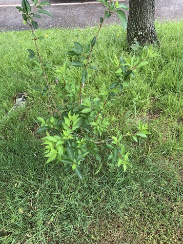 photo of Dicots (Magnoliopsida)