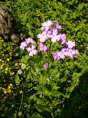 Hesperis matronalis