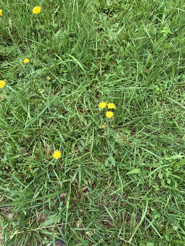 photo of Flowering Plants (Angiospermae)