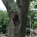 photo of Lichens (Lecanoromycetes)