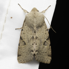 Orthosia behrensiana