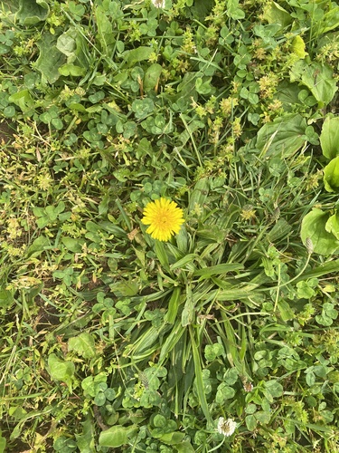 photo of Common Dandelions (Taraxacum)