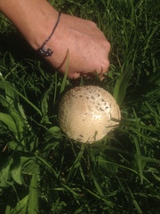 Saproamanita foetidissima