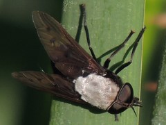 Tabanus stygius