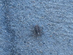 Pseudeuophrys lanigera