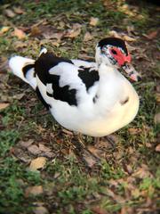 Cairina moschata domestica