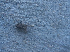 Pseudeuophrys lanigera