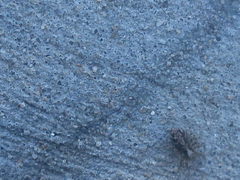 Pseudeuophrys lanigera