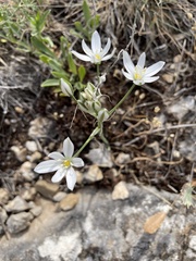 Ornithogalum
