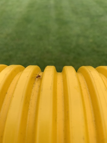 photo of Pallidefulva-group Field Ants (Formica pallidefulva)