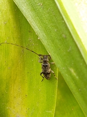Leiopus femoratus