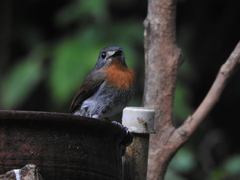 Cyornis pallidipes