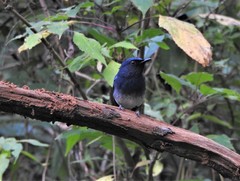 Cyornis pallidipes