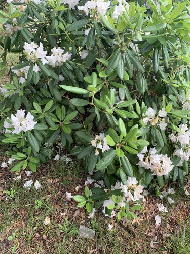 photo of Flowering Plants (Angiospermae)