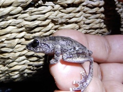 Raorchestes ponmudi