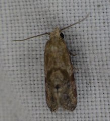 Cochylis caulocatax