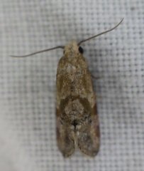 Cochylis caulocatax
