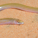 Striped Blind Legless Skink - Photo (c) Kyle Finn, some rights reserved (CC BY-NC), uploaded by Kyle Finn
