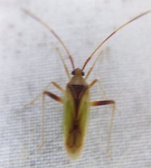 Creontiades rubrinervis