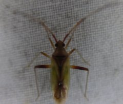 Creontiades rubrinervis