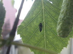 Oncopsis flavicollis