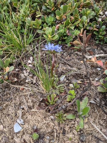 Image of Jasione laevis by no rights reserved