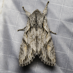Egira crucialis