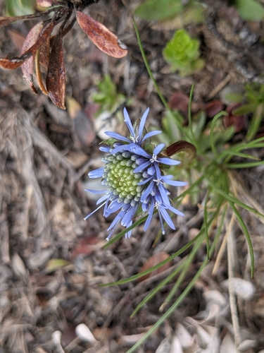 Image of Jasione laevis by no rights reserved
