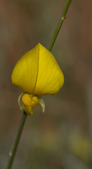 Crotalaria spartioides