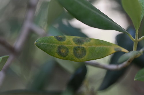 olive ring spot