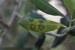 Venturia oleaginea