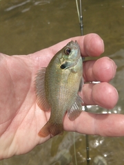 Lepomis miniatus