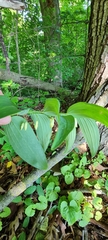 Polygonatum biflorum
