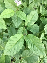 Syringa × prestoniae