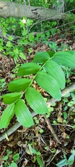 Polygonatum biflorum