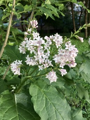 Syringa × prestoniae