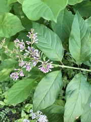 Syringa × prestoniae