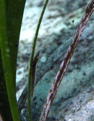 Parvicrepis parvipinnis