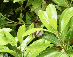 Polyura schreiber