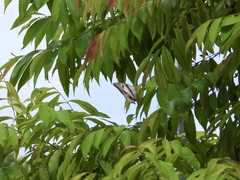 Polyura schreiber