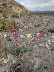 Penstemon floridus floridus