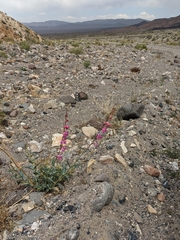 Penstemon floridus floridus