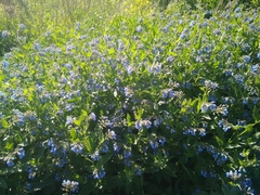 Symphytum caucasicum