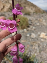 Penstemon floridus floridus