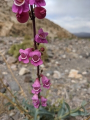 Penstemon floridus floridus
