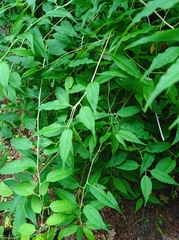 Prinsepia sinensis