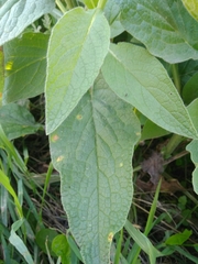 Symphytum caucasicum