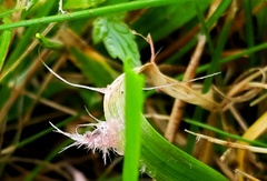 Laetisaria roseipellis