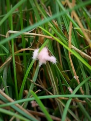 Laetisaria roseipellis